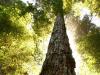 redwood
